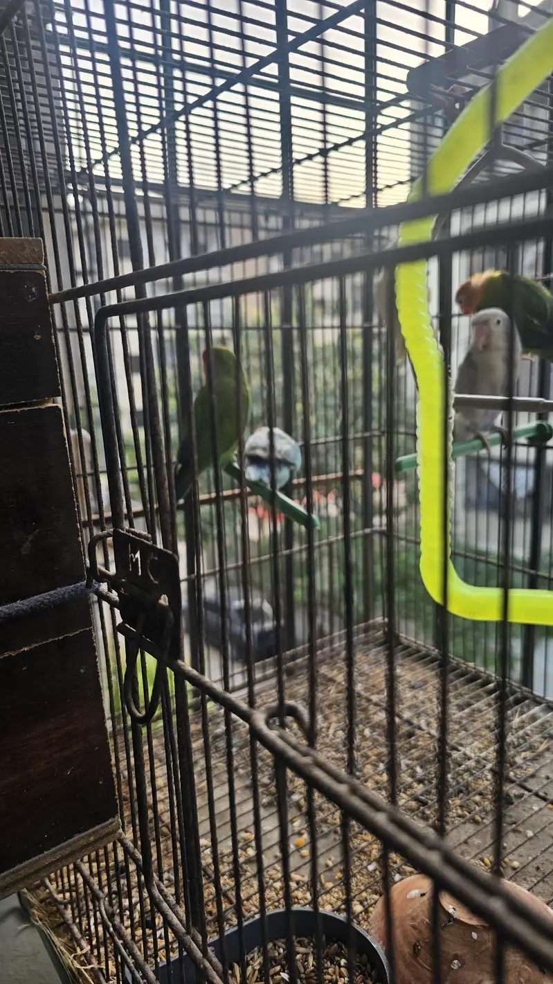 Beautiful Fisher Pairs For Sale — photo 9