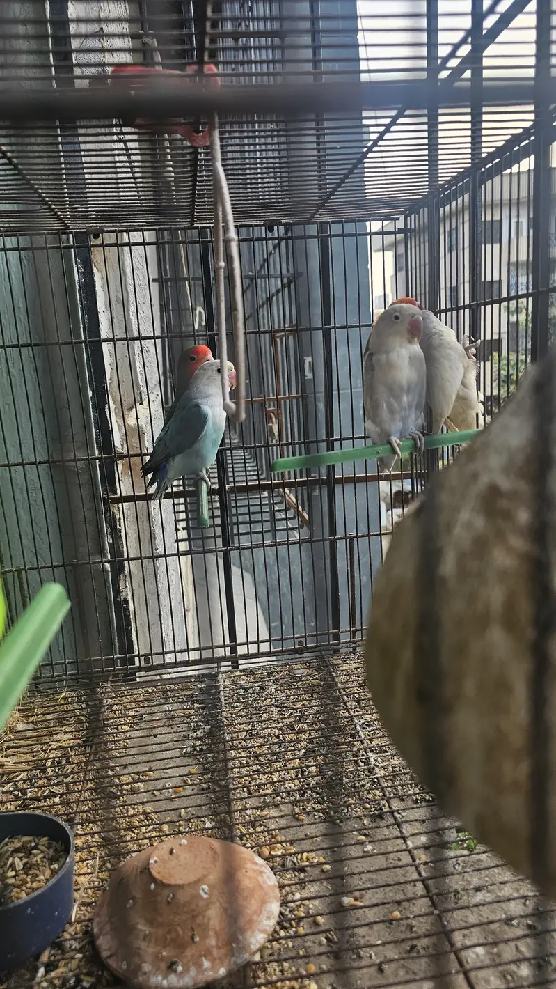 Beautiful Fisher Pairs For Sale — photo 10