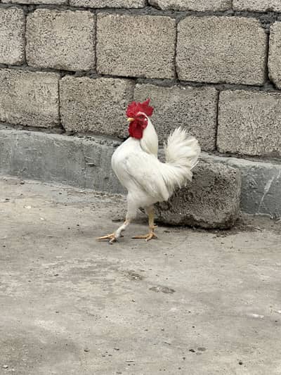 English game fresh eggs available