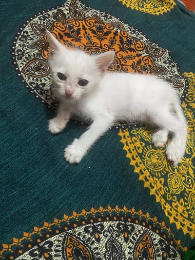Little Female Persian Cat