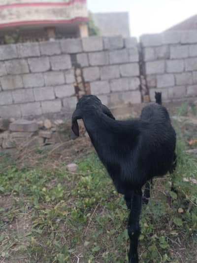 Qurbani Bakra