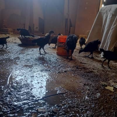 ayam cimani chicks