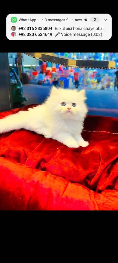 persian cat for sale MywatsapppNumber0348-55-58-176