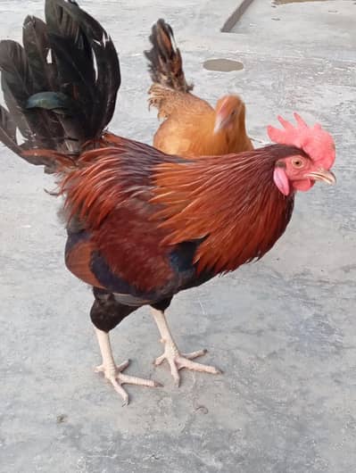 Hen Hen