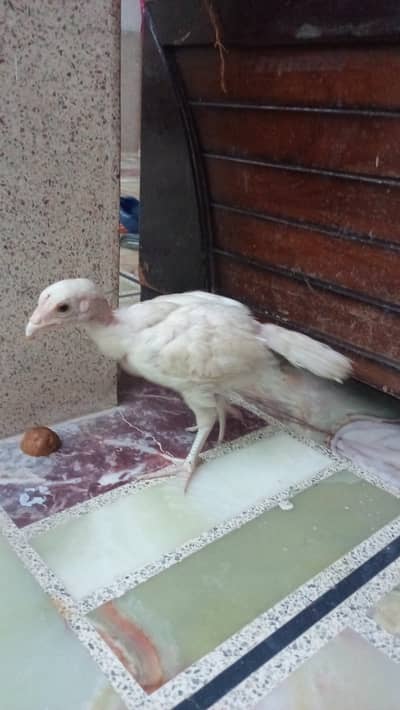 Heera aseel chick pair