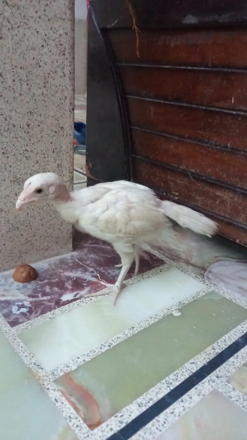 Heera aseel chick pair