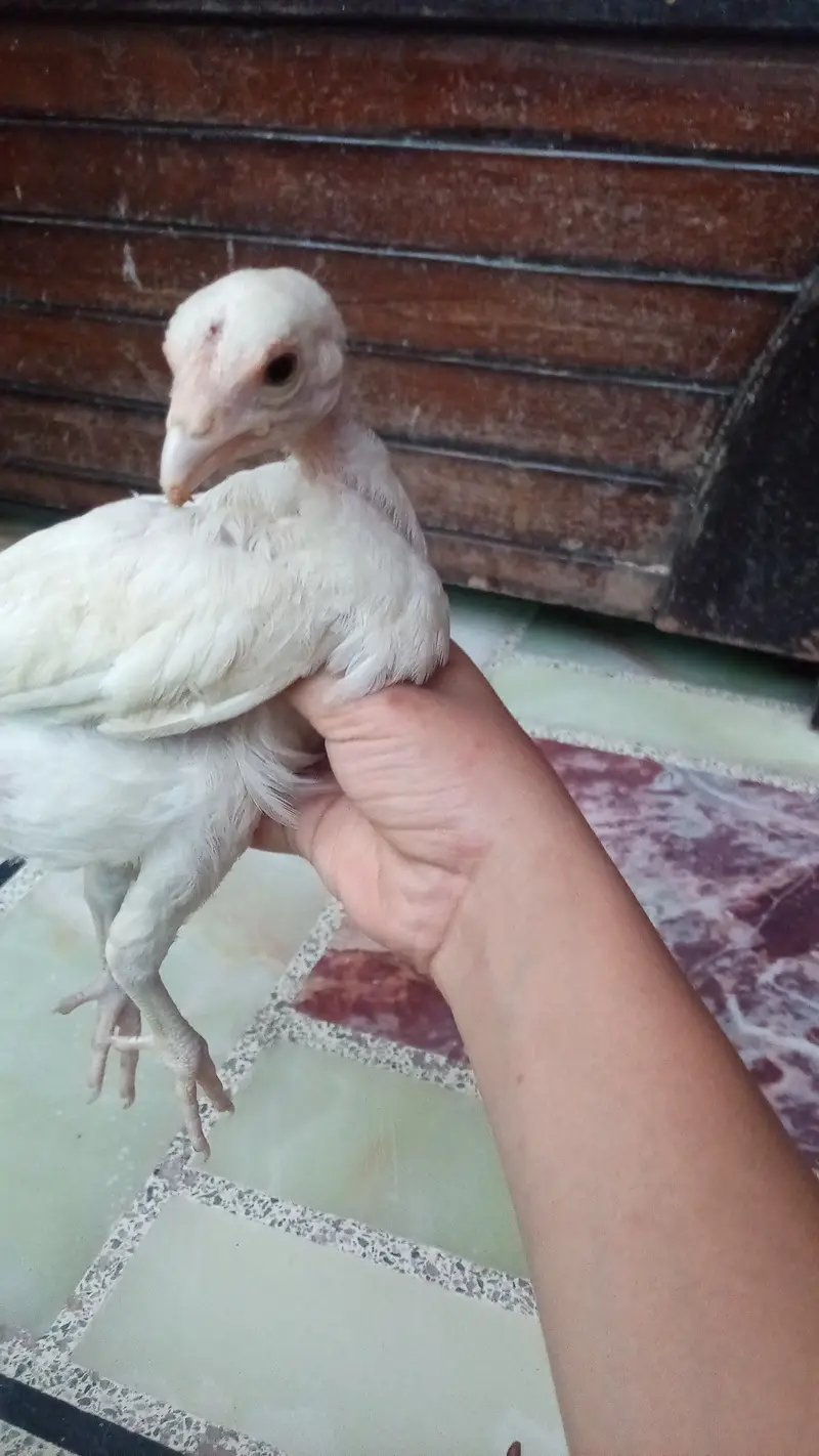 Heera aseel chick pair — photo 2