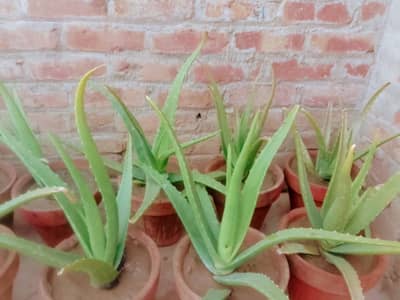 Alovara plants