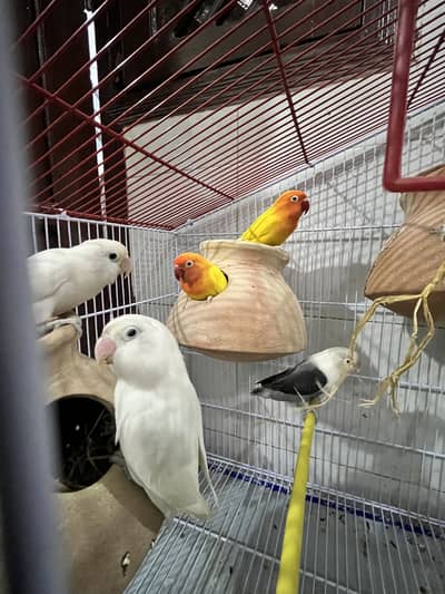 Lovebirds Complete Breeding Setup - 5 Pairs With Large Cage & Nest Box