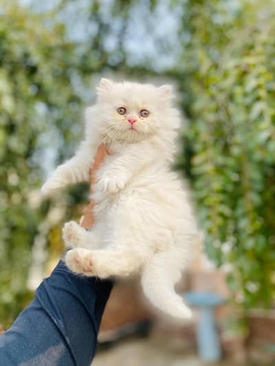 persian cat for sale MywatsapppNumber0348-55-58-176