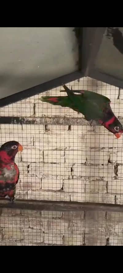 Beautiful Lory Parrot Pair – Healthy & Active