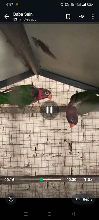 Lory Parrot Pair