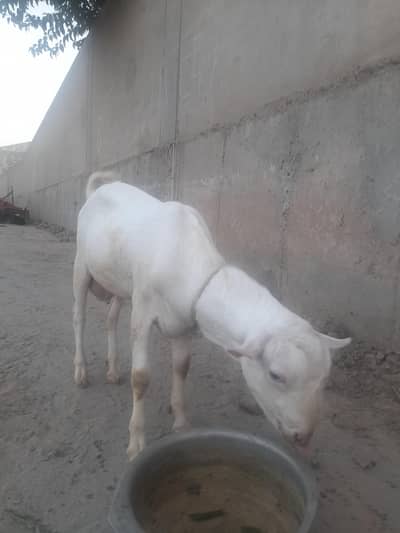 breeder goat