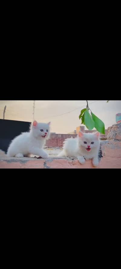 persian cat for sale MywatsapppNumber0348-55-58-176