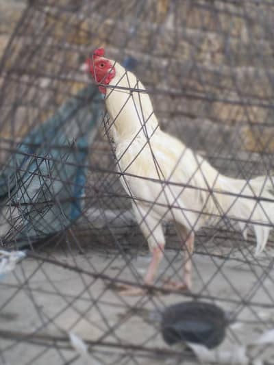 Aseel Heera for sale