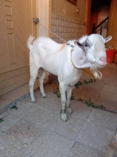 Desi Donda Bakra For Sale in I-10 Islamabad(2026 ki Qurbani k lye).