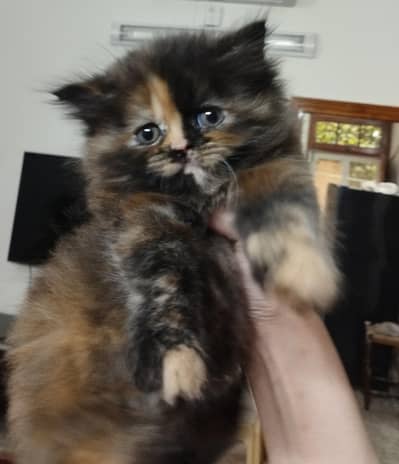 persian tortoiseshell triple coat kittem