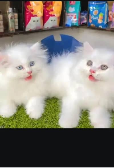 persian cat for sale MywatsapppNumber0348-55-58-176