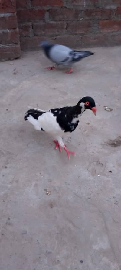 magpai denish female ha healthy and active