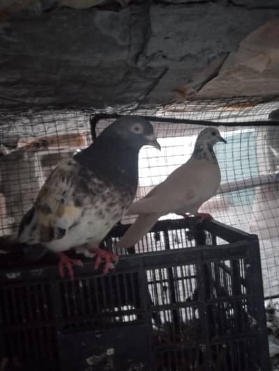 Patti wali Madi zard ankh chatri wali or teddy male