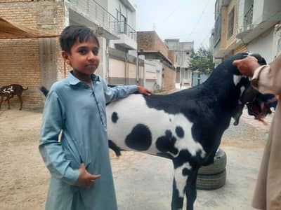 Bakra