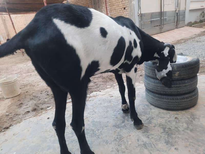 Bakra 1