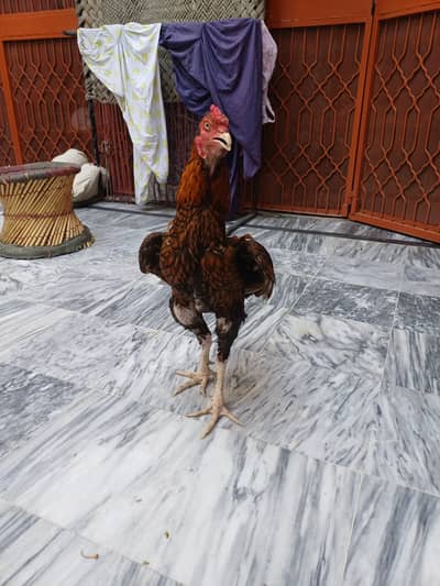 Male Aseel