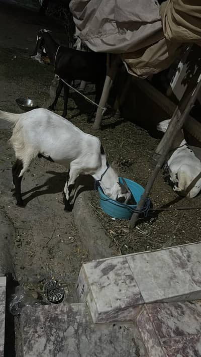 Bakra do da for Qurbani