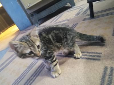 kitten for sale