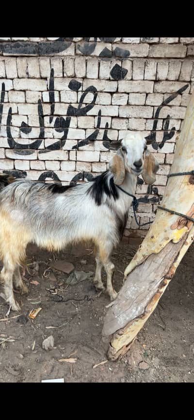 White Pahari Bakra for sale