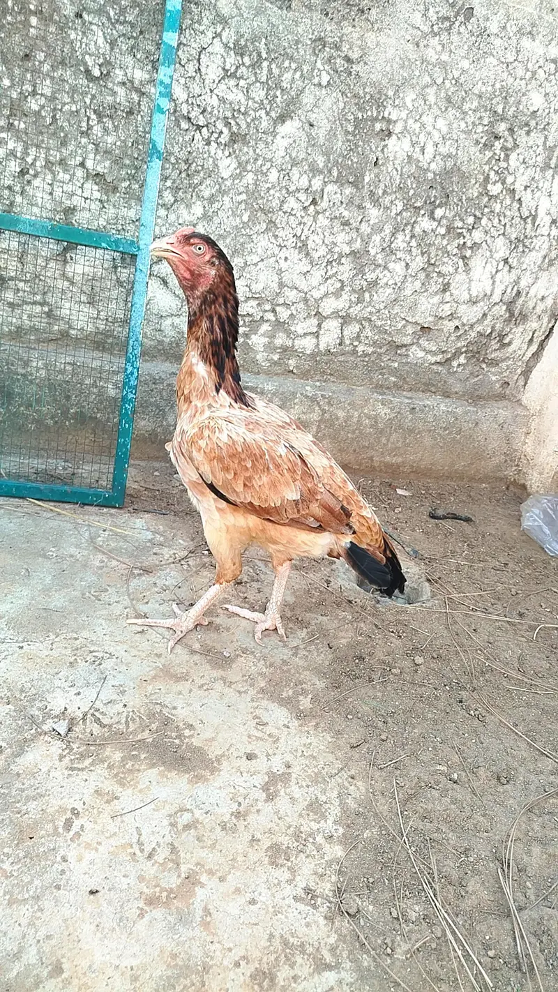 Hens for Sale — photo 2