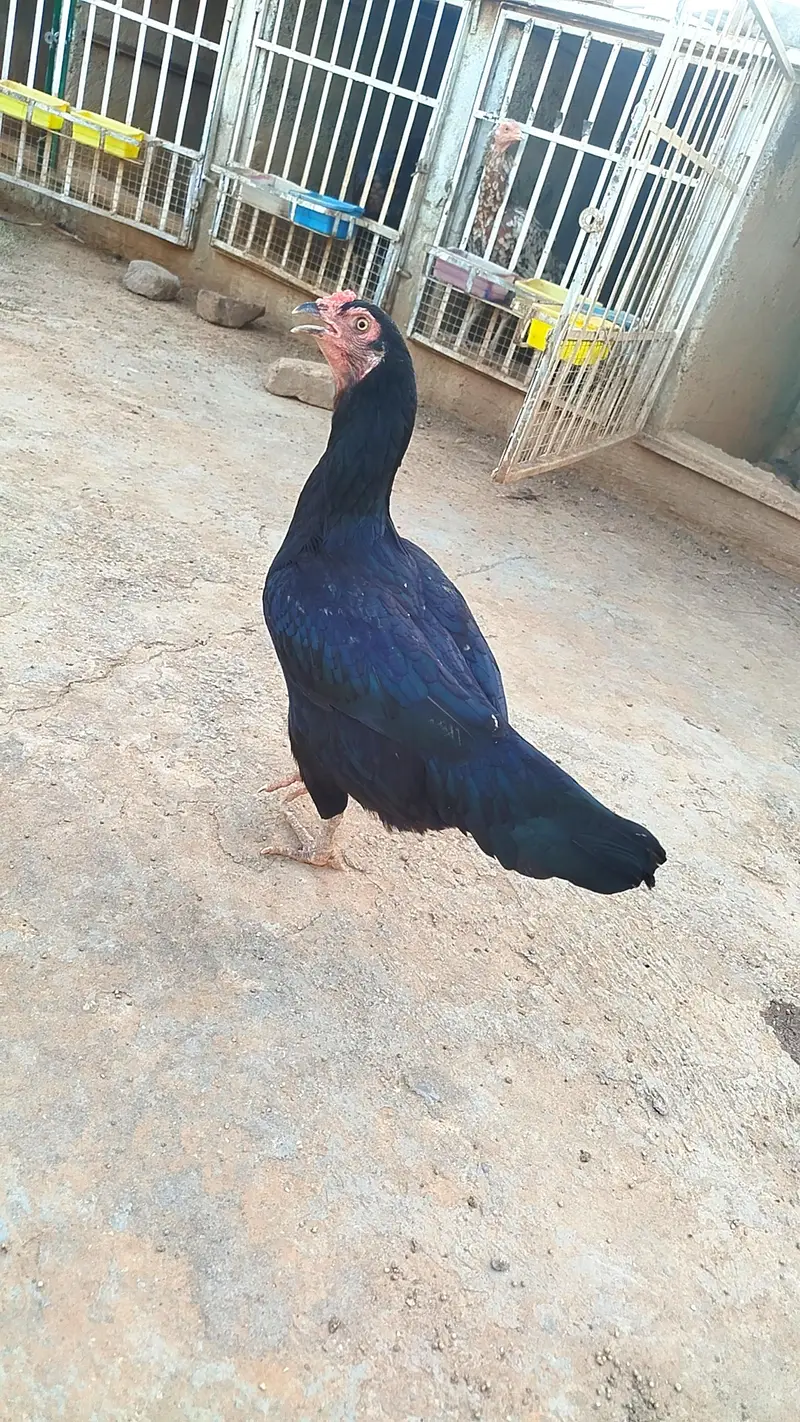 Hens for Sale — photo 3