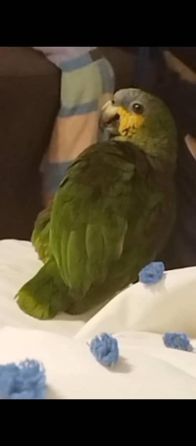 Amazon Orange Wings