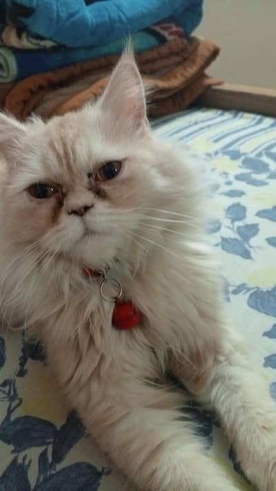 parsion cat for sale