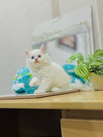 persian cat for sale MywatsapppNumber0348-55-58-176