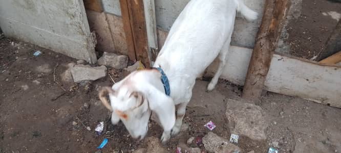 tapri put for sell Kerri