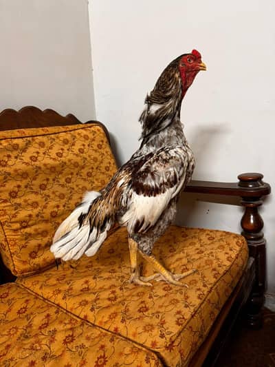 aseel chick shamoo and mianwali blood