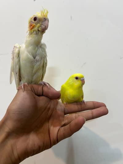 Quality Handtamed Cocktails And Australiajn Budgies