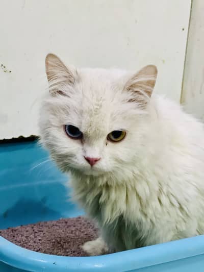 Cat looking New export home