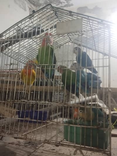 Love birds