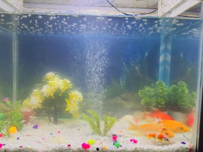 Fish And Aquarium 2/2
