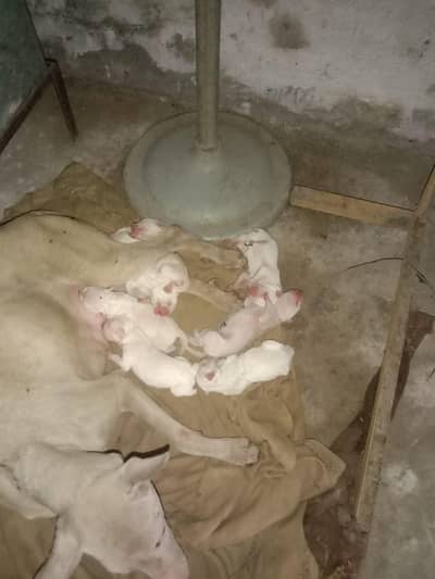 bully x gultair pups pink nose white