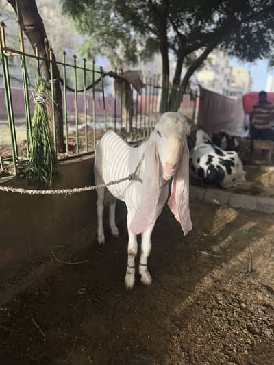 Gulabi breeder bakra 2 daant