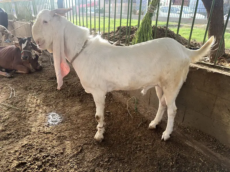Gulabi breeder bakra 2 daant — photo 2