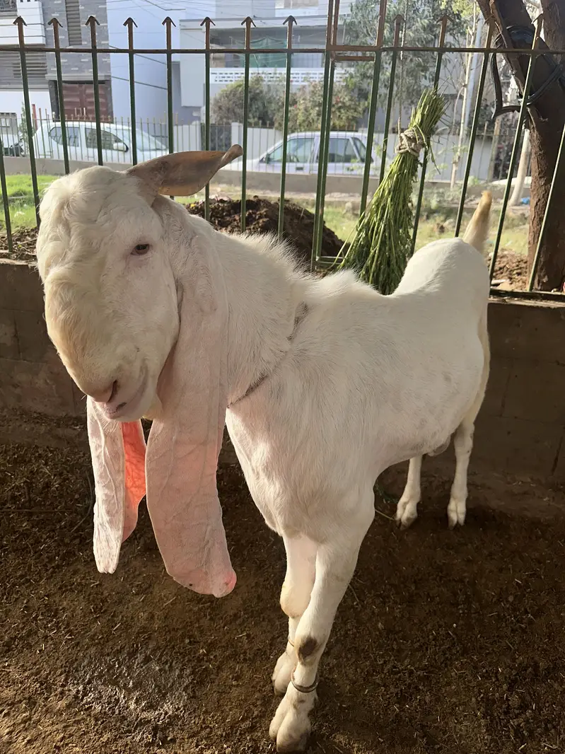 Gulabi breeder bakra 2 daant — photo 3