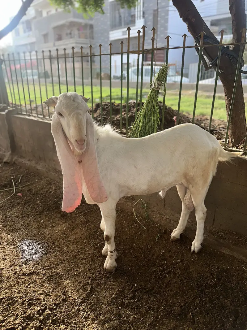 Gulabi breeder bakra 2 daant — photo 4