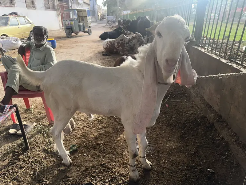 Gulabi breeder bakra 2 daant — photo 5