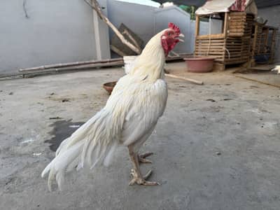 Aseel heera (premium Quality)