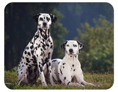 Dalmatian pure breed female