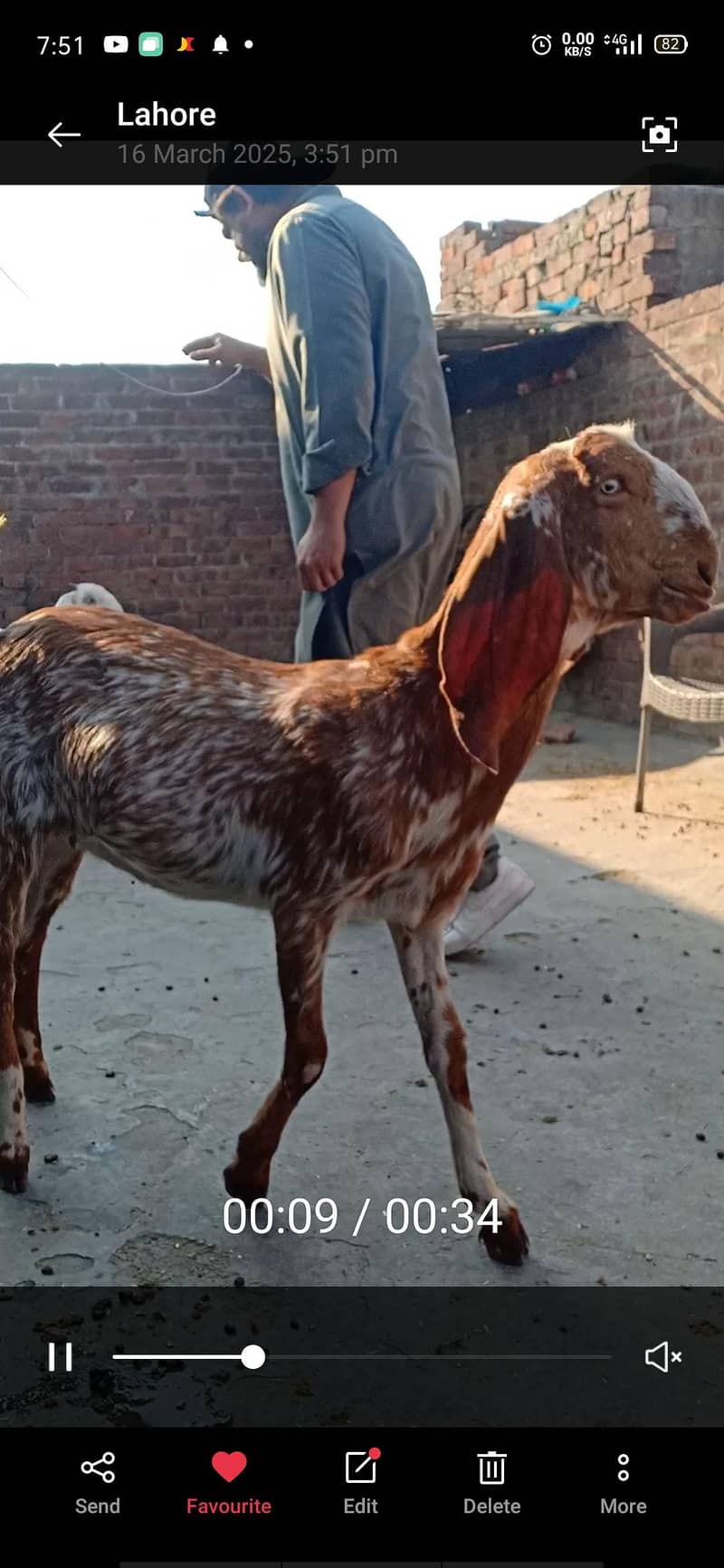 مکھی چینی مونی بکری قربانی کے لیے۔ 0